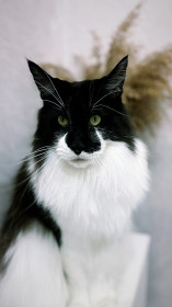 Бобо, г. Благовещенск