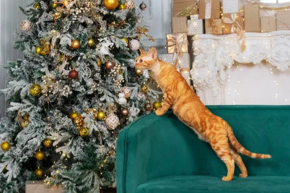 Степан, с. Волково