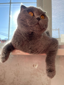 Маля, с. Волково