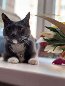 Пуша, г. Благовещенск