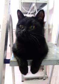 Кнопа, г. Благовещенск