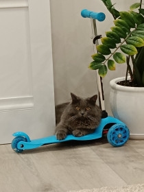 Сэм, г. Благовещенск