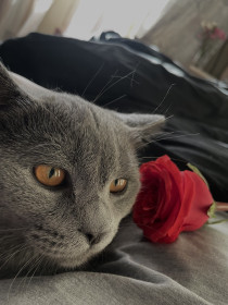 Кокс, г. Благовещенск