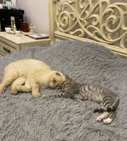 Кот Сэм и Сергей из Ивановки