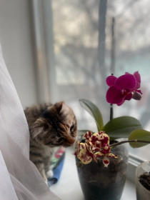 Феня, г. Благовещенск