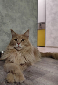 Федя, так же он Феликс. г. Благовещенск