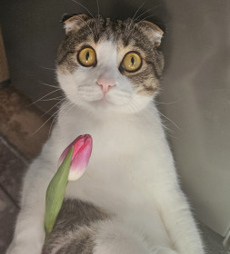 Бони, г. Благовещенск