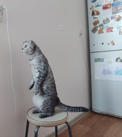 Кот, г. Циолковский