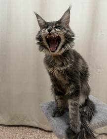 Ева, г. Блавещенск