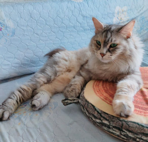 Рысильда, г. Белогорск