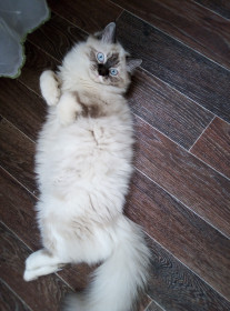 Стася, г. Благовещенск