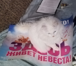 Просто Кот, г. Благовещенск