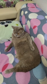 Норман, г. Благовещенск