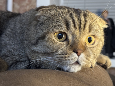 Шотландский Босс, г. Благовещенск