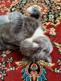 Кот Шурик, он же Шустрик, с. Тыгда