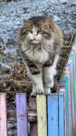 Василий, пгт Серышево