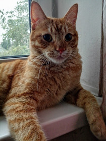 Чмоня, г. Благовещенск