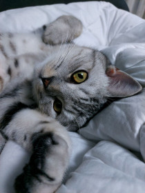 Гриша, г. Благовещенск