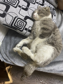 Барсик, г. Благовещенск