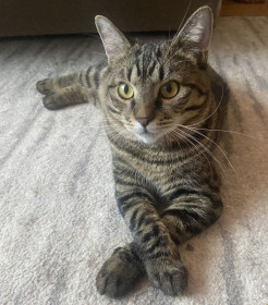 Симба, г. Благовещенск