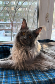 Космос, г. Благовещенск