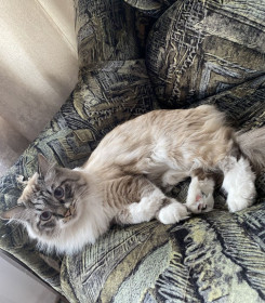 Коржик, г. Благовещенск