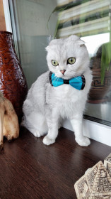 Ося, г. Благовещенск