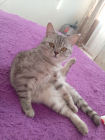 Муся, г. Благовещенск