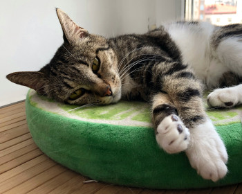 Мася, г. Благовещенск