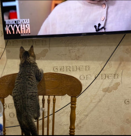 Кот Микроб, с. Бочкаревка