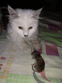 Беляш (Лёня), с. Муравьевка