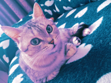 Алёнка, с. Сапроново