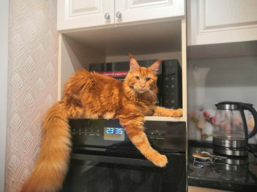 Максим, г. Белогорск