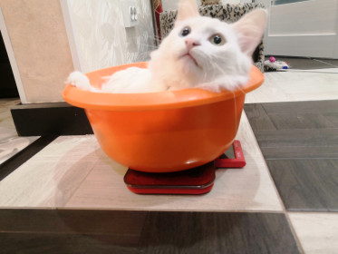 Эльф, г. Белогорск