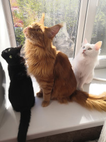 Марта, Максим и Эльф, г. Белогорск