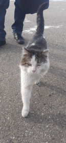 Сириус, г. Благовещенск