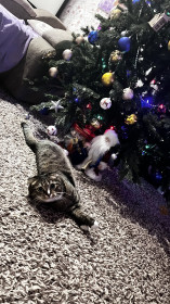 Вэшка, г. Благовещенск