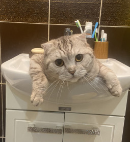 Барсик, г. Благовещенск