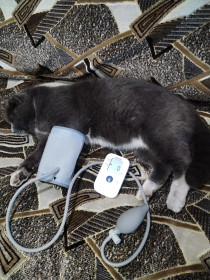 Серёга, с. Ромны