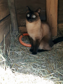 Ника, с. Владимировка