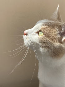 Маркус, г. Благовещенск