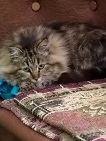 Сынок, с. Константиновка