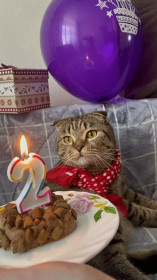 Кот, г. Белогорск