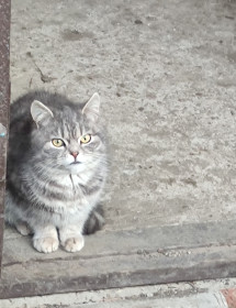 Кот Васька, г. Краснодар