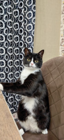 Пирожок, с Поярково.