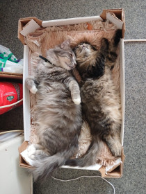 Туча и Буся, г. Благовещенск