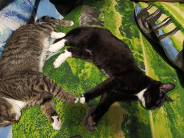 Марсик и Фурия, г. Благовещенск