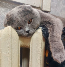 Василий, г. Благовещенск