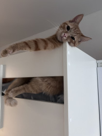 Марсик, г. Благовещенск