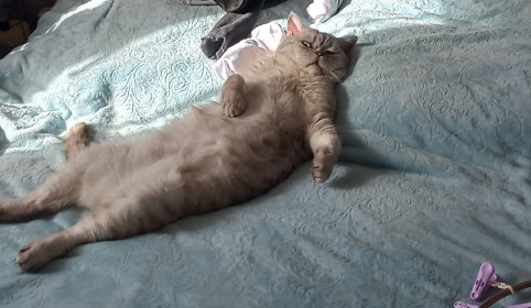 Ричард, г. Благовещенск